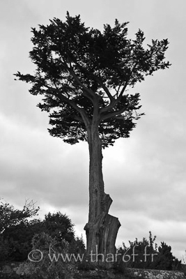 Photo Aléatoire